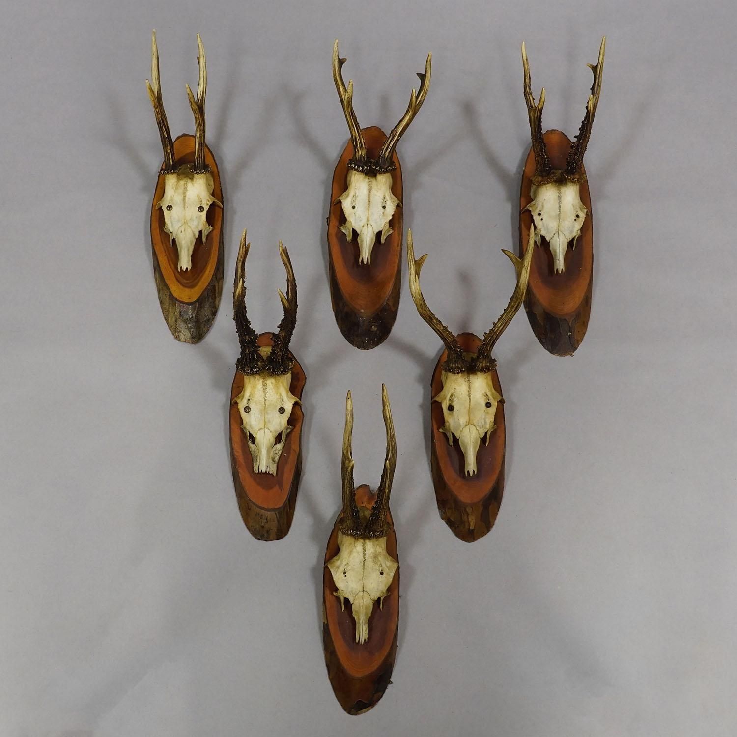 Set Of Six Roe Deer Trophies On Wooden Slices Germany Ca. 1950s photo for sale