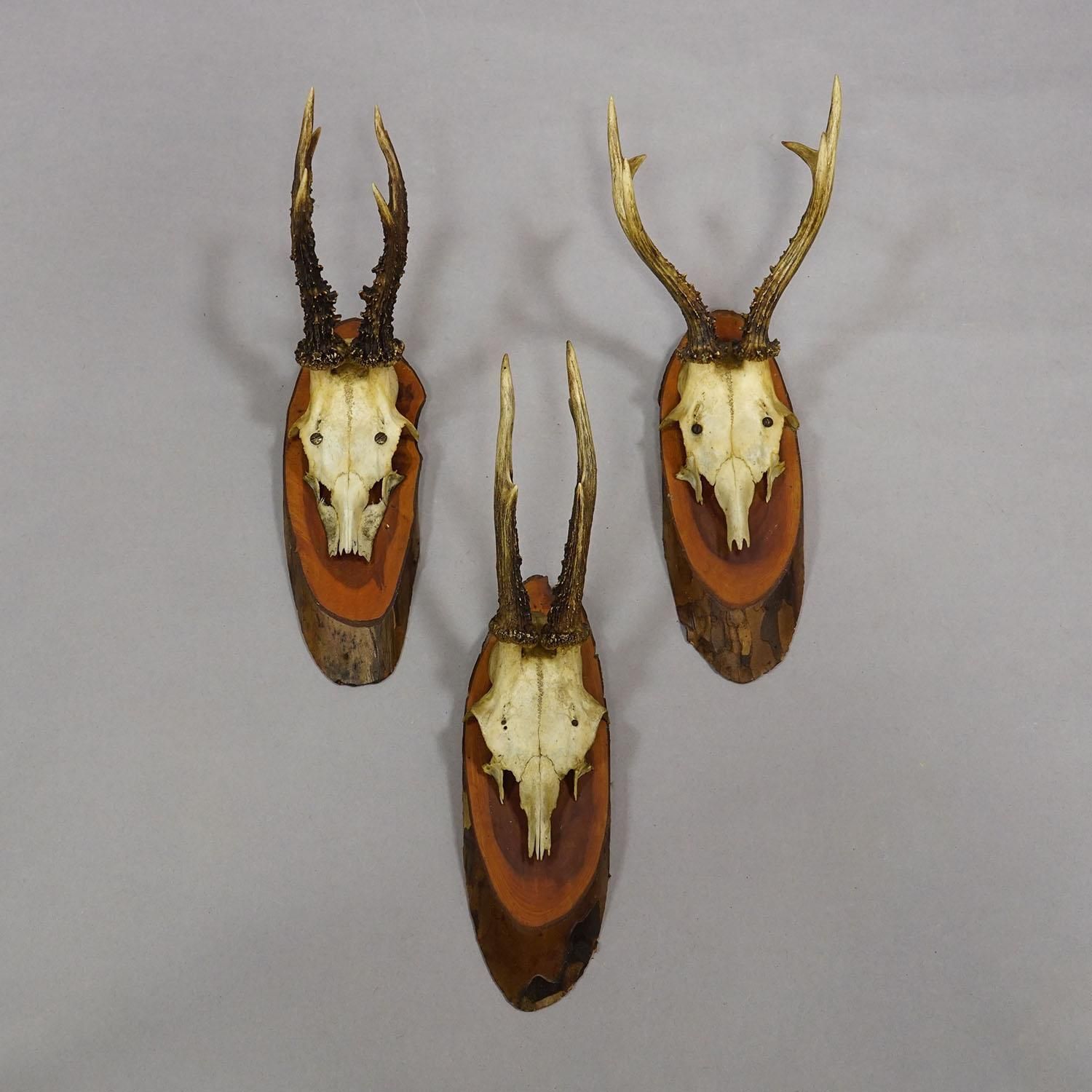 Set Of Six Roe Deer Trophies On Wooden Slices Germany Ca. 1950s photo 491.0