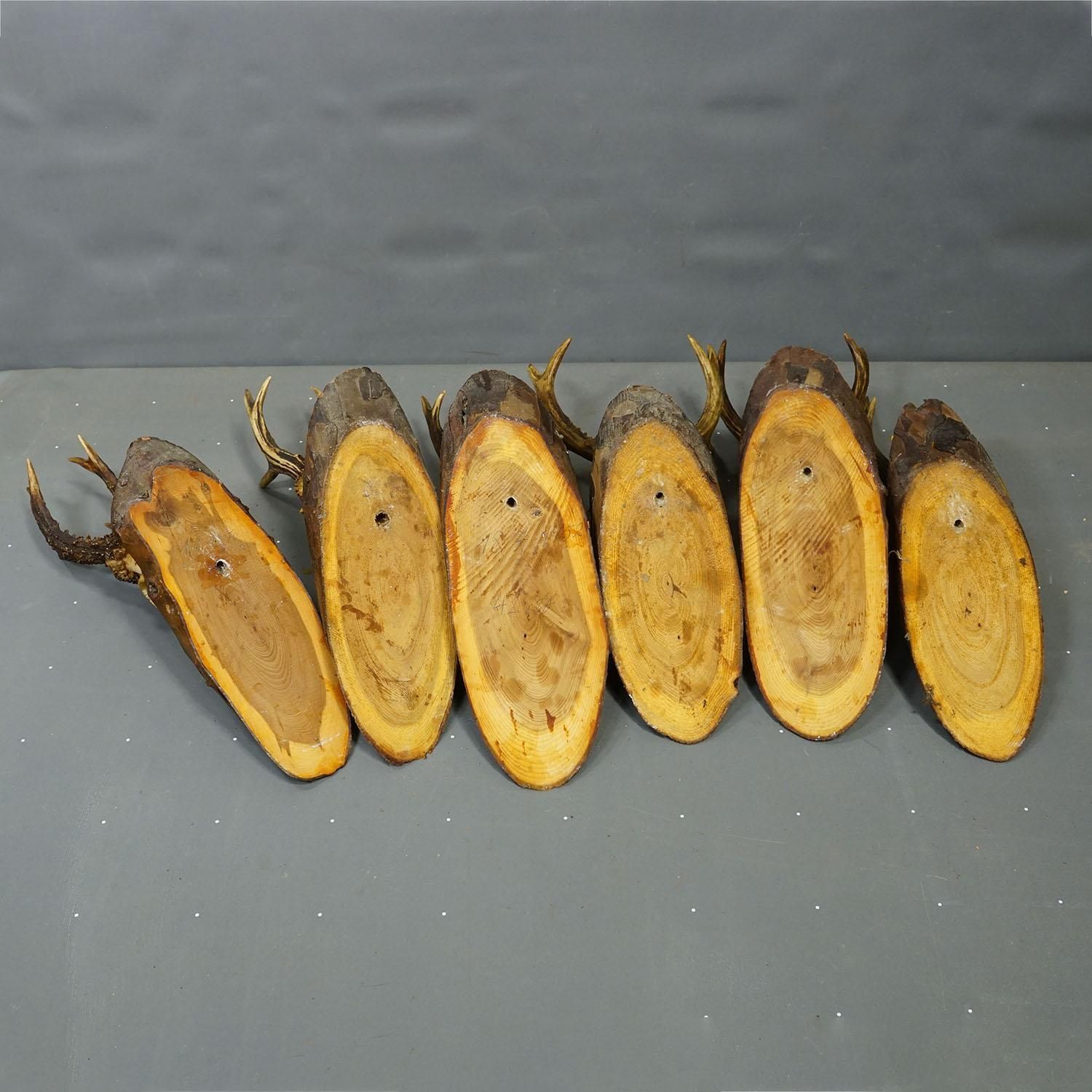 photo furniture Set Of Six Roe Deer Trophies On Wooden Slices Germany Ca. 1950s
