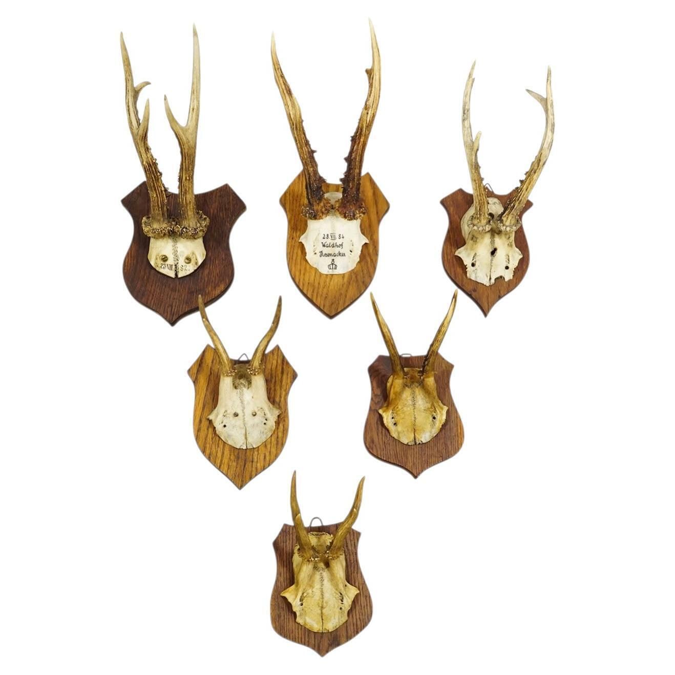 Six Large Roe Deer Trophies On Carved Plaques Germany 19.Century