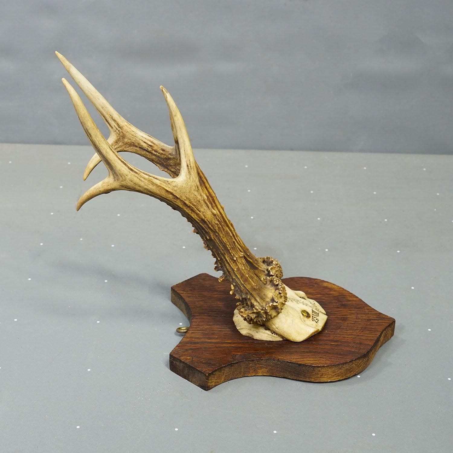 photo furniture Six Large Roe Deer Trophies On Carved Plaques Germany 19.Century
