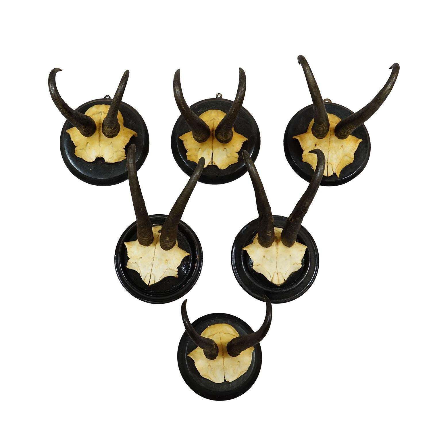 Antique Set Of Six Chamois Trophies On Turned Plaques, Germany Ca. 1900 photo furniture