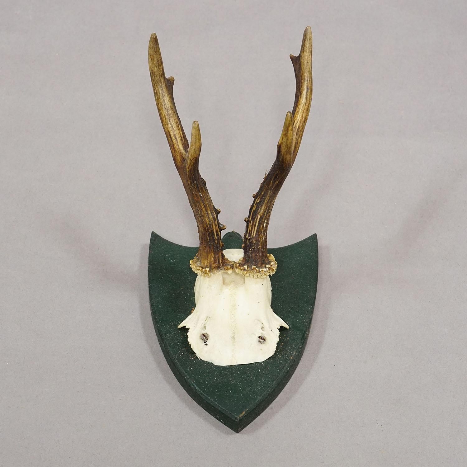 Set Of Six Roe Deer Trophies On Wooden Plaques Salem Germany Ca. 1900s photo vinterior