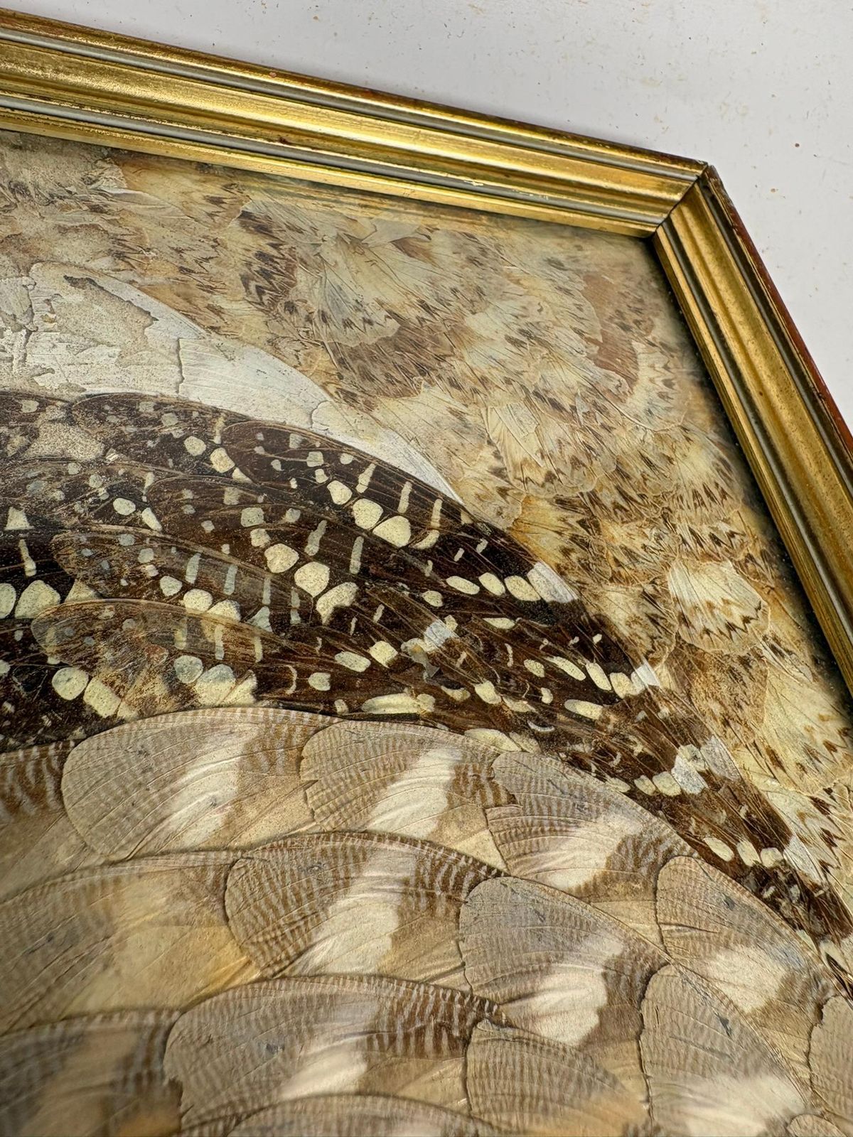 photo for sale Painting In The Shape Of Butterfly Wings, Brazil, 1970