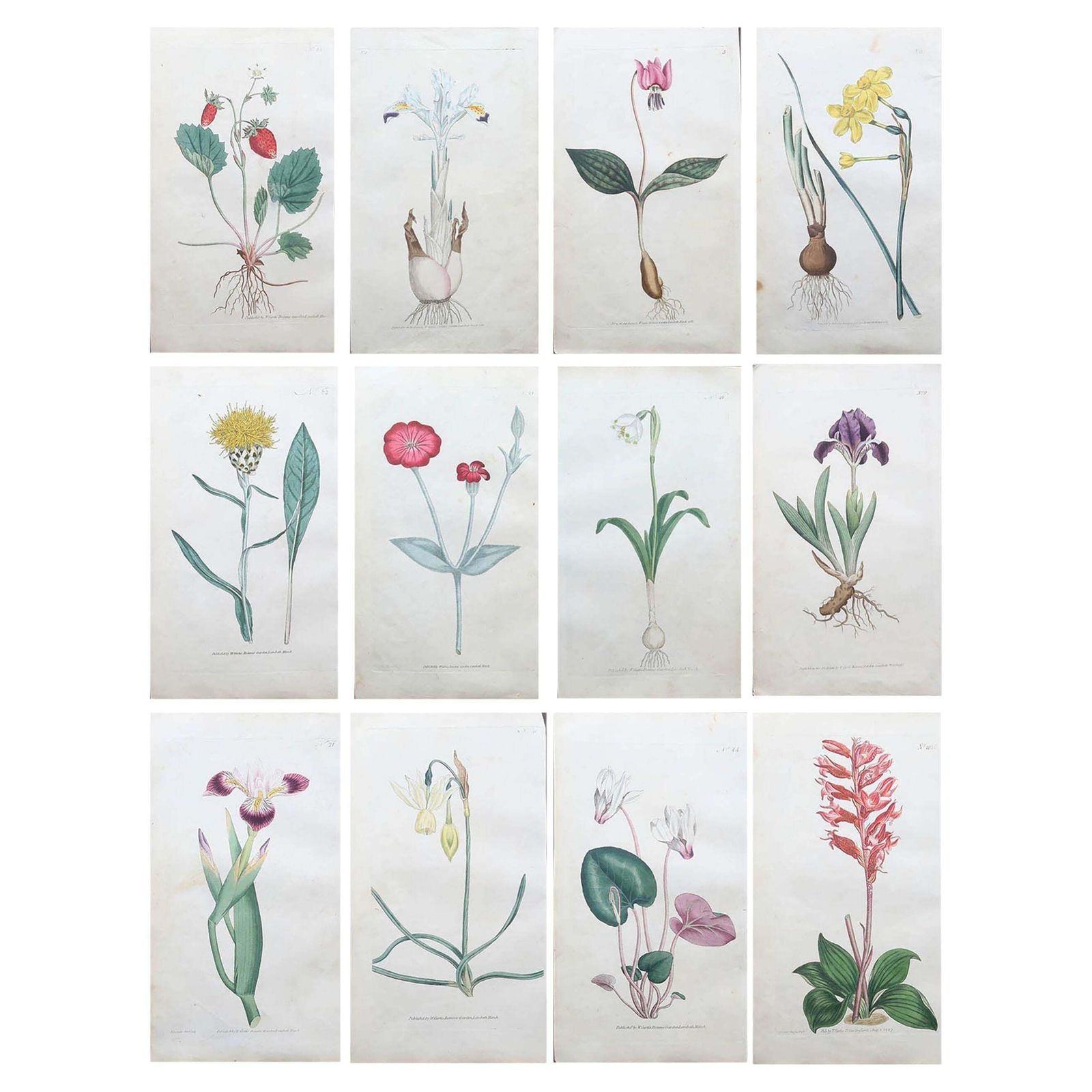 Set Of 12 Original Antique Botanical Prints After Sowerby. English 18th Century