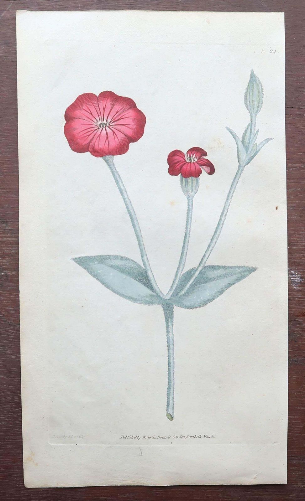 Set Of 12 Original Antique Botanical Prints After Sowerby. English 18th Century photo 450.0