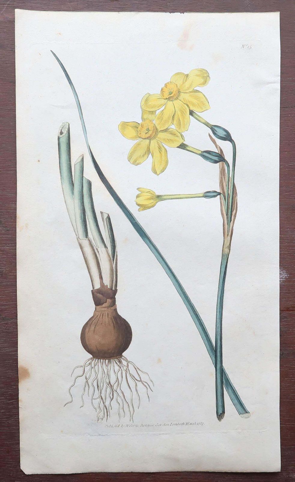 photo for sale Set Of 12 Original Antique Botanical Prints After Sowerby. English 18th Century