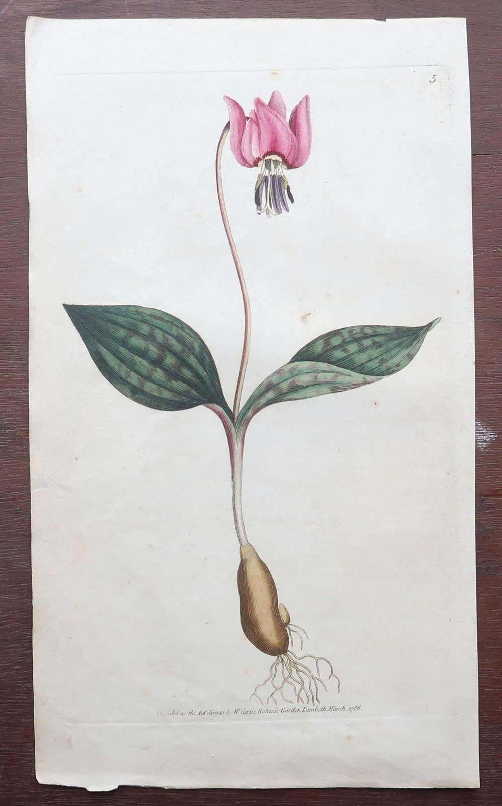 Art Set Of 12 Original Antique Botanical Prints After Sowerby. English 18th Century photo