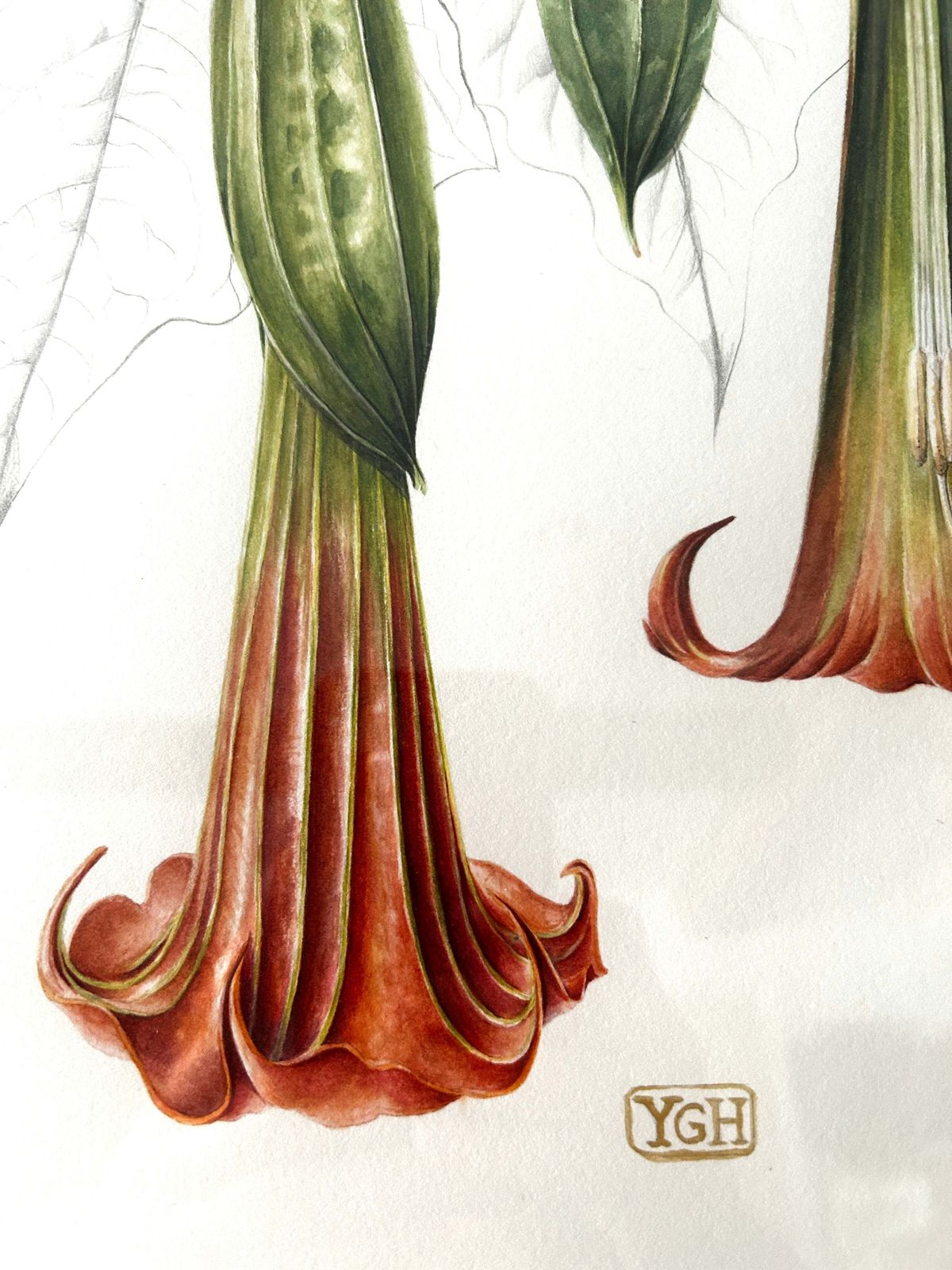 Original Watercolour Red Angel's Trumpet By Artist Yvonne Glenister Hammon photo for sale