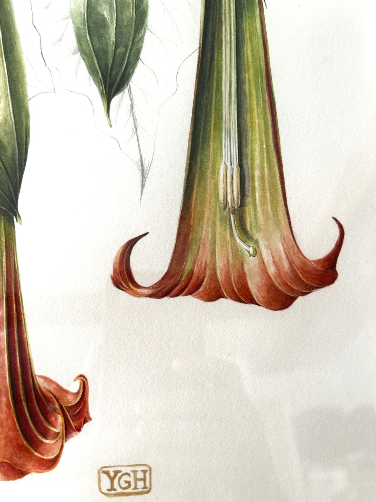 Original Watercolour Red Angel's Trumpet By Artist Yvonne Glenister Hammon photo Art