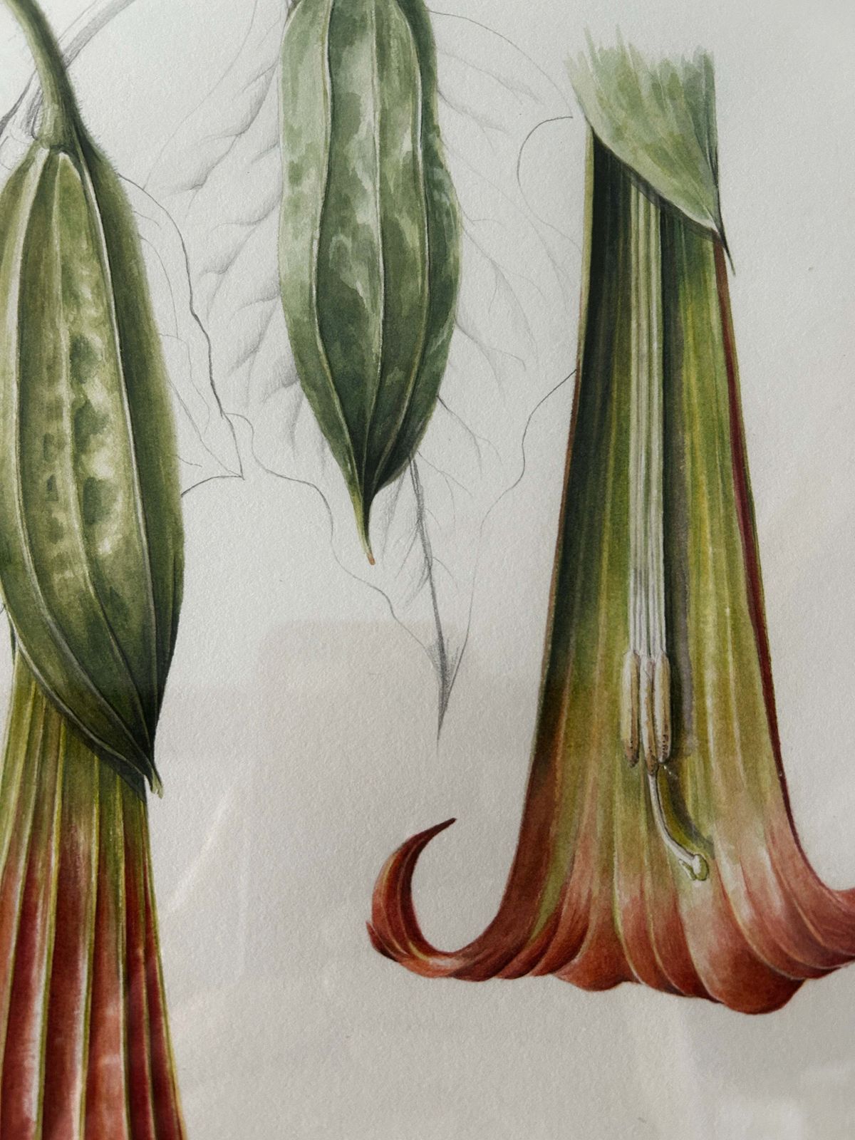 Original Watercolour Red Angel's Trumpet By Artist Yvonne Glenister Hammon photo 50.0