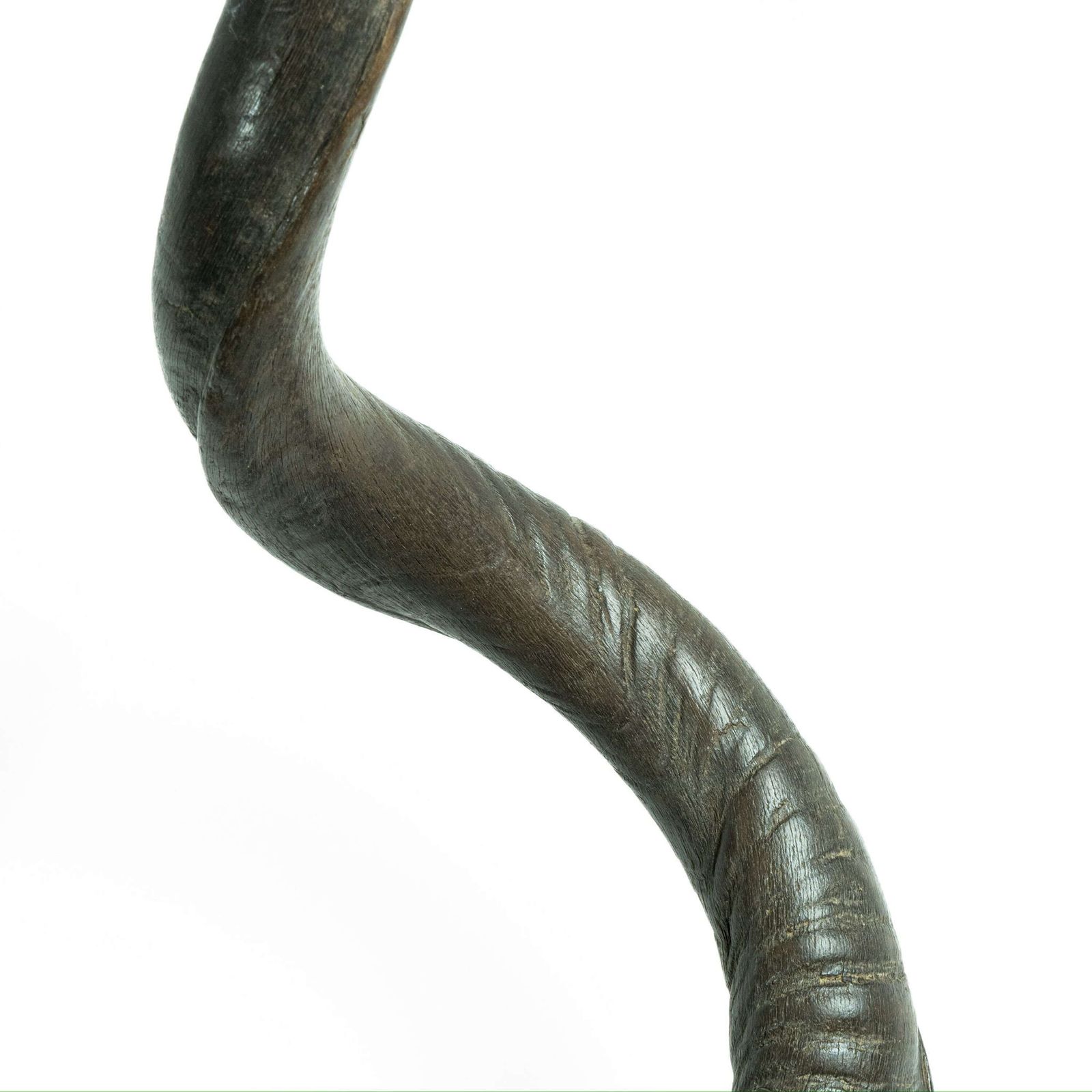 19th Century Mounted Taxidermy Kudu Horns photo for sale