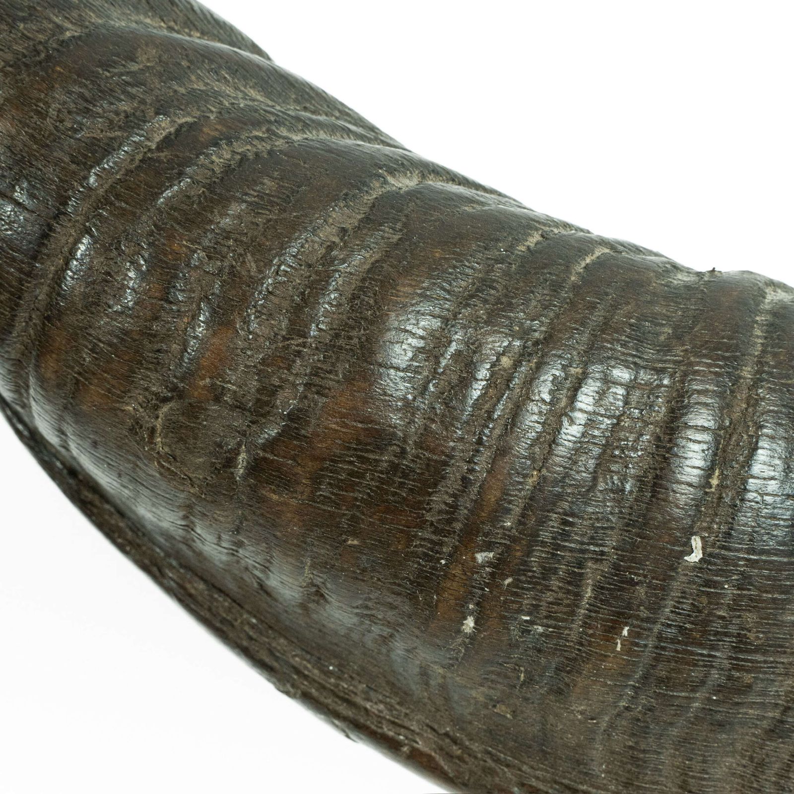 19th Century Mounted Taxidermy Kudu Horns photo 550.0