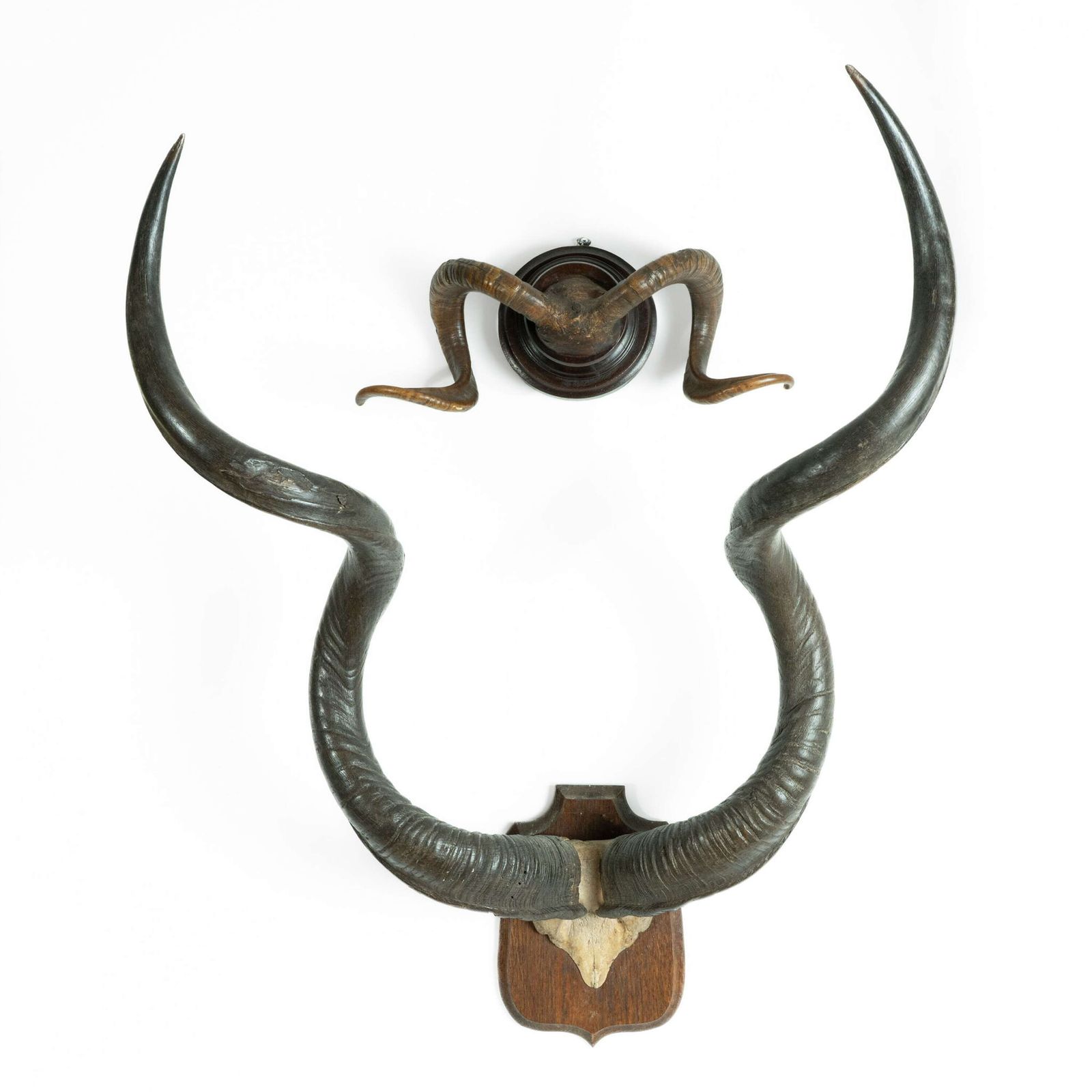 19th Century Mounted Taxidermy Kudu Horns photo vinterior