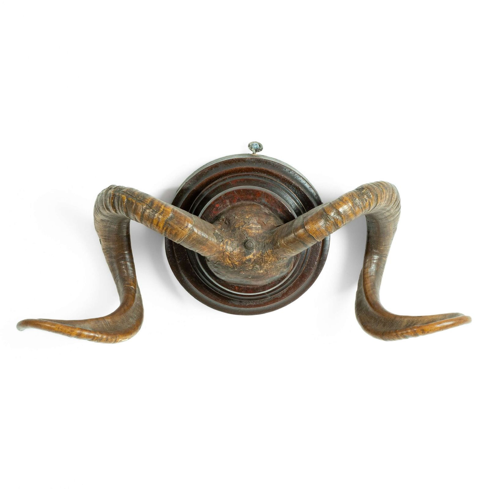 19th Century Mounted Taxidermy Ram Horns