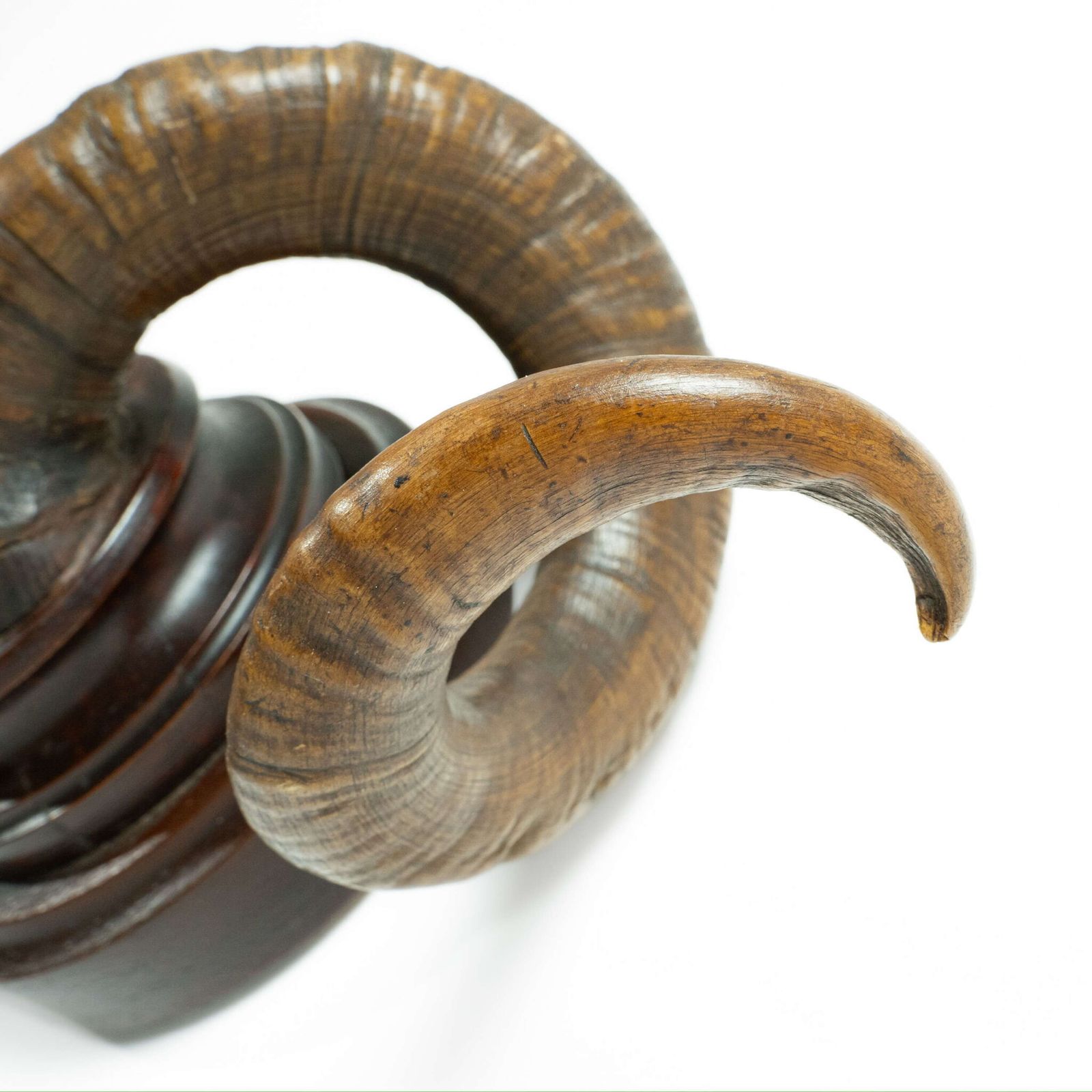 19th Century Mounted Taxidermy Ram Horns photo furniture