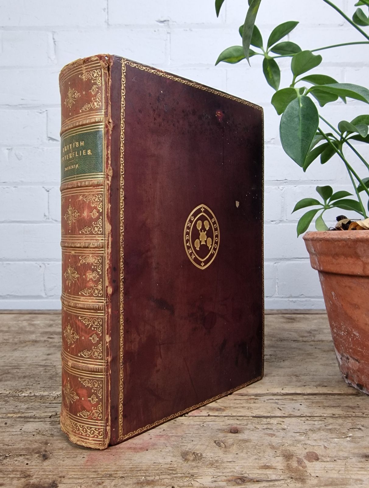 A History Of British Butterflies  Morris (Rev. F.O.)