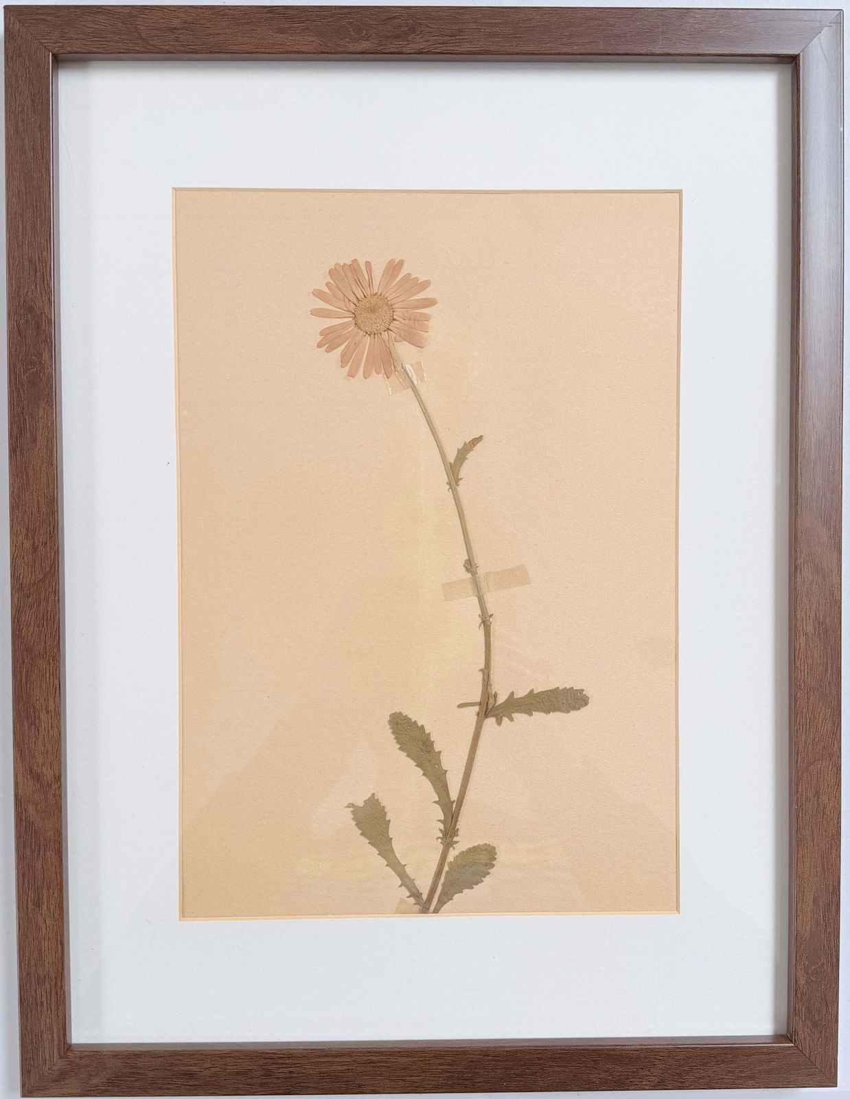 Framed Original Year 1935 Herbarium Specimen, Botanical Art. Daisy. Sweden