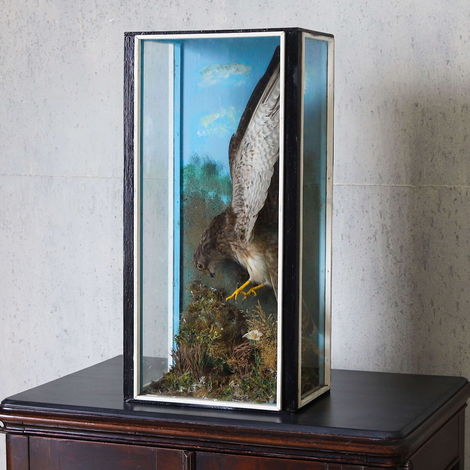 Early 20th‑Century Taxidermy Kestrel Diorama In Painted Case, England, Circa 1930 photo Home Decor