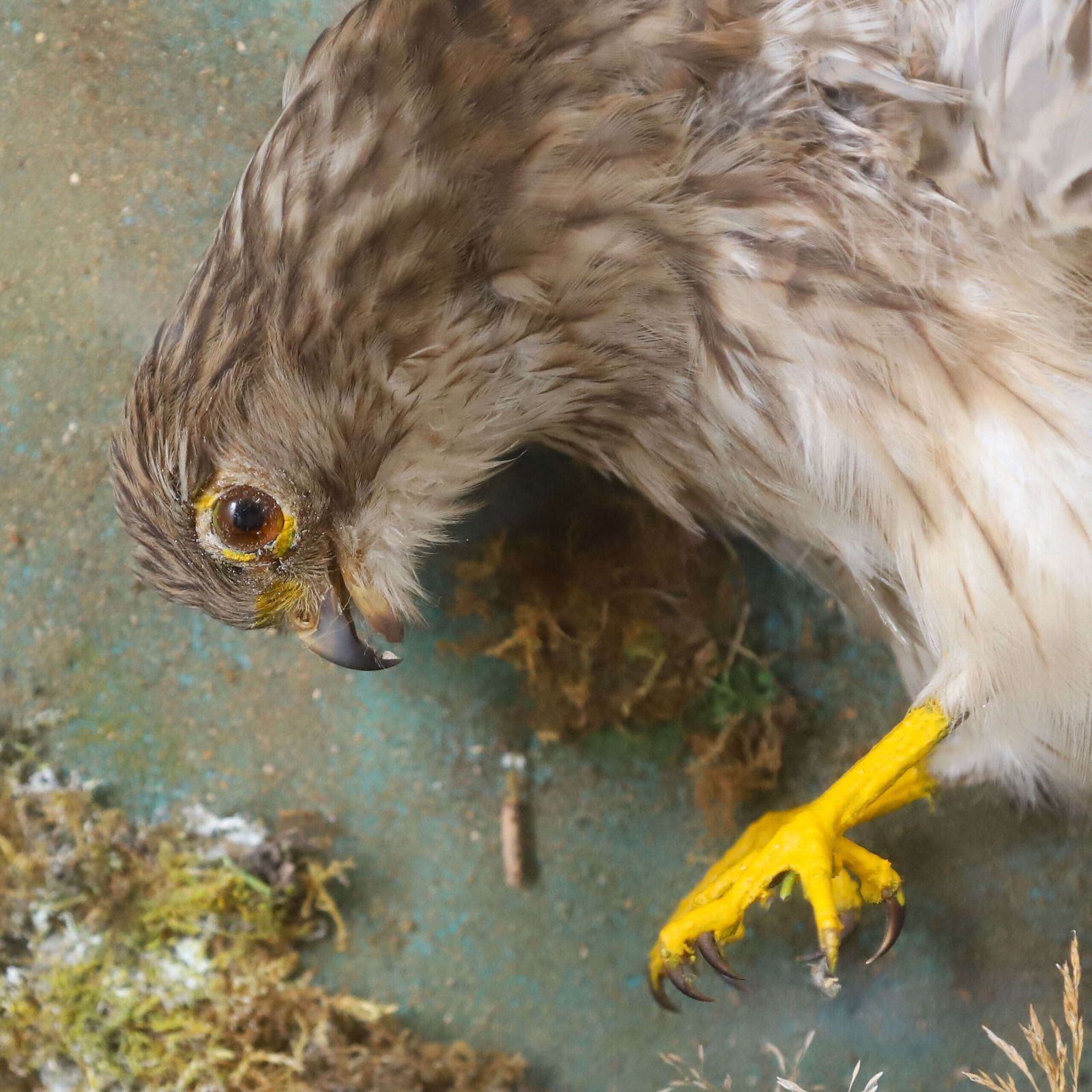 Early 20th‑Century Taxidermy Kestrel Diorama In Painted Case, England, Circa 1930 photo vinterior
