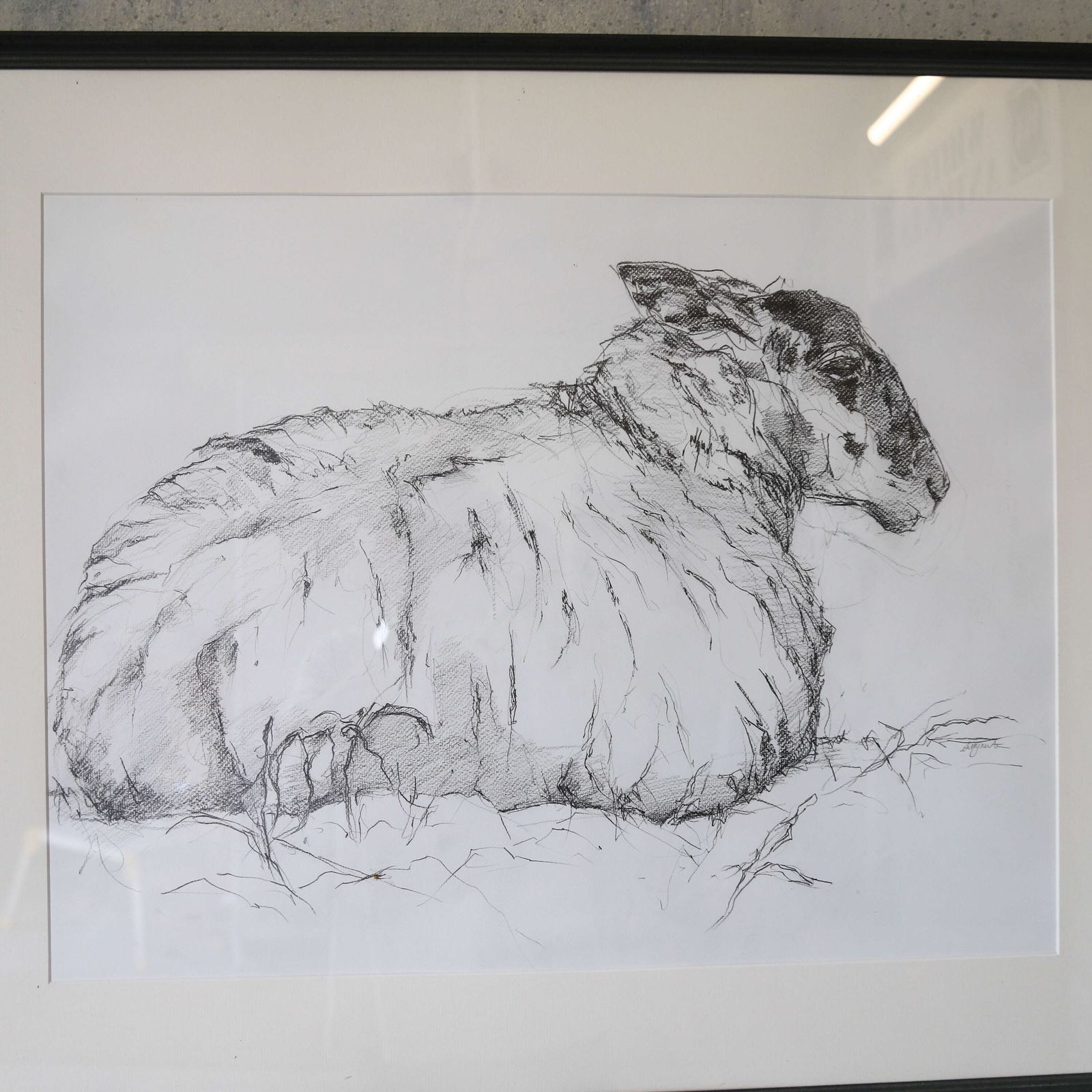 Tisbury Sheep   Original Contemporary Pencil Sketch By Sally Newton, Framed Artwork photo buy