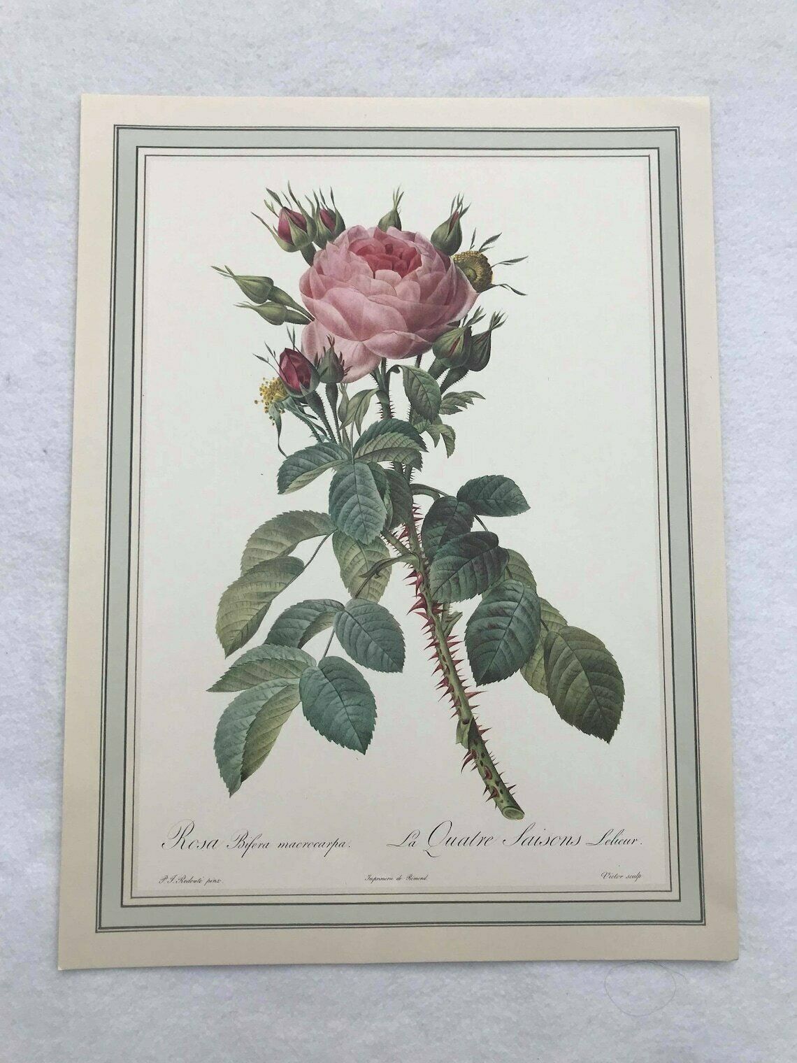 Botanical Print Wall Art Roses Set Original 1960s Vintage Rose Antique Rose Prints Set Victorian Art Wall Cottage Chic Green And Pink photo 89.0