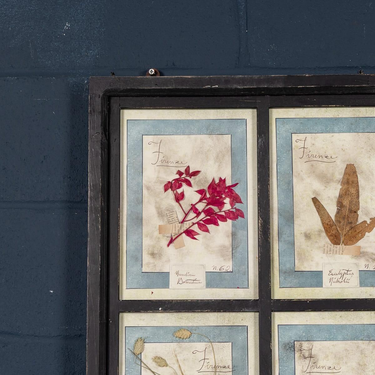 20th Century Italian Large Oak Frame Containing Pressed Flowers & Herbs photo 995.0