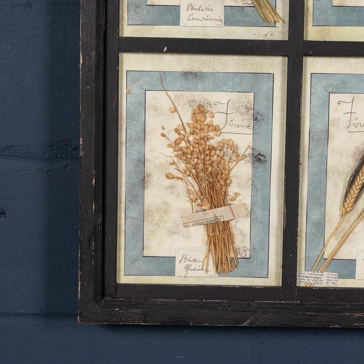 photo vinterior 20th Century Italian Large Oak Frame Containing Pressed Flowers & Herbs