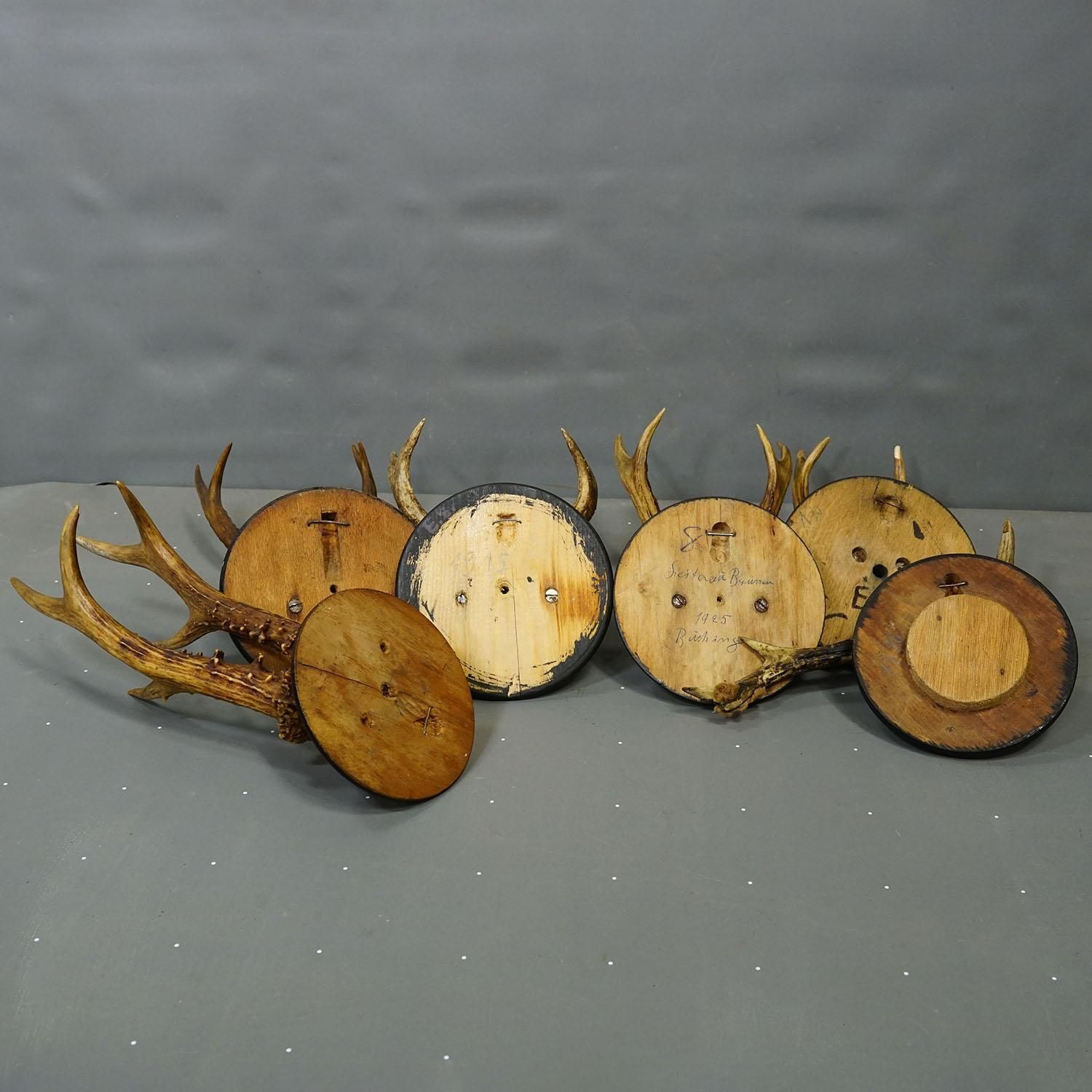 photo furniture Set Of Six Roe Deer Trophies On Turned Plaques Germany Ca. 1910s