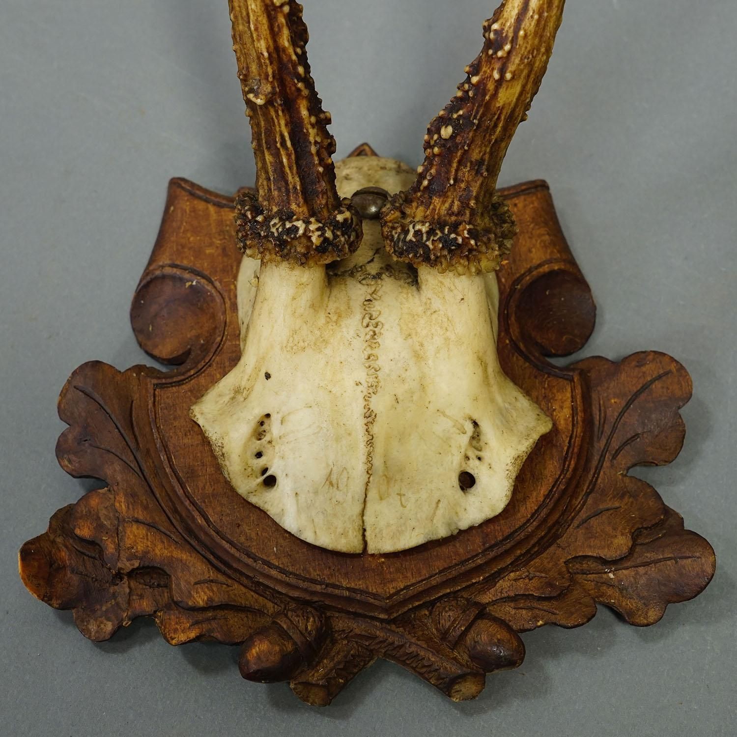 Set Of Three Antique Roe Deer Trophies On Carved Plaques Germany Ca. 1900 photo buy