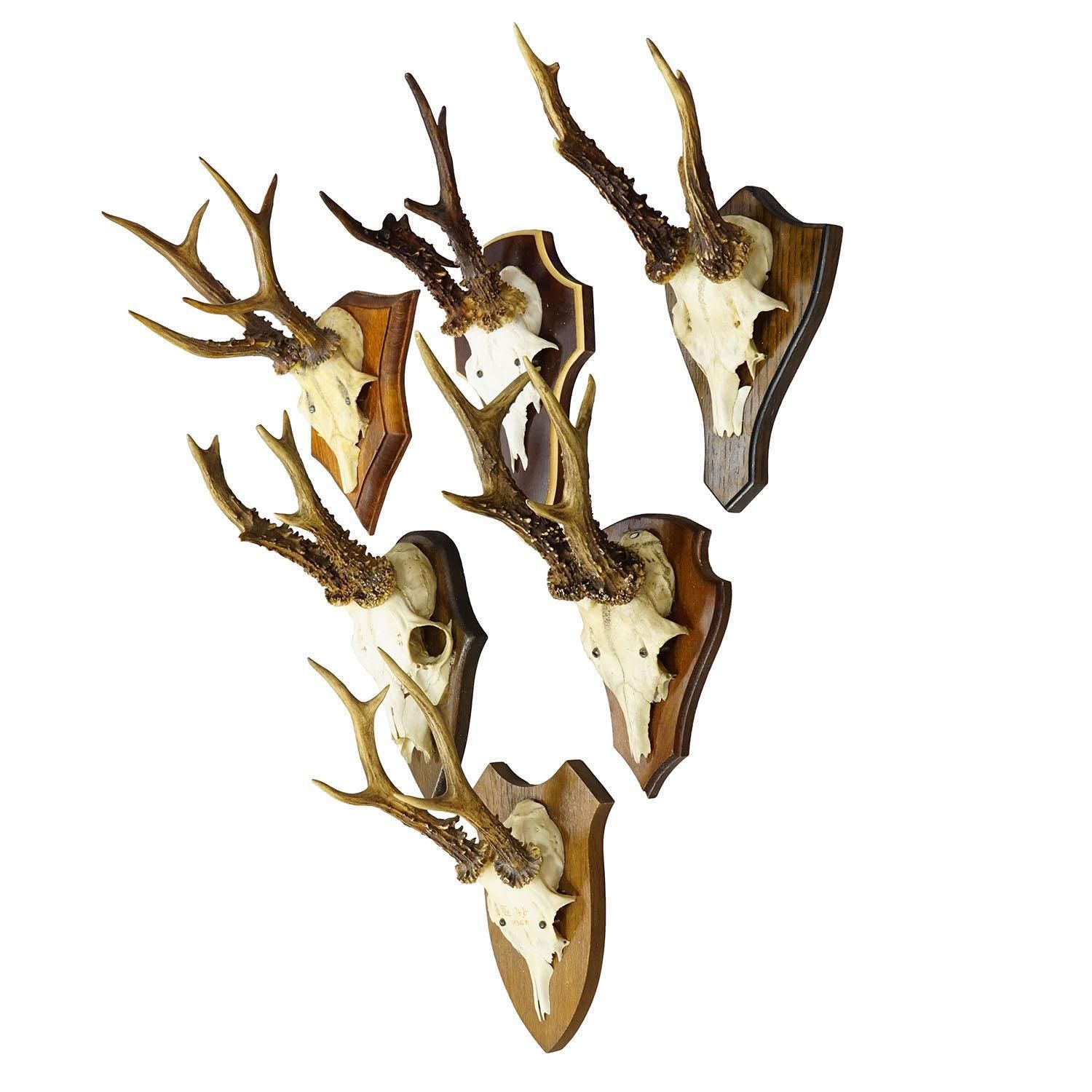 Vintage Set Of Six Roe Deer Trophies On Wooden Plaques Germany Ca. 1950/1960s photo furniture