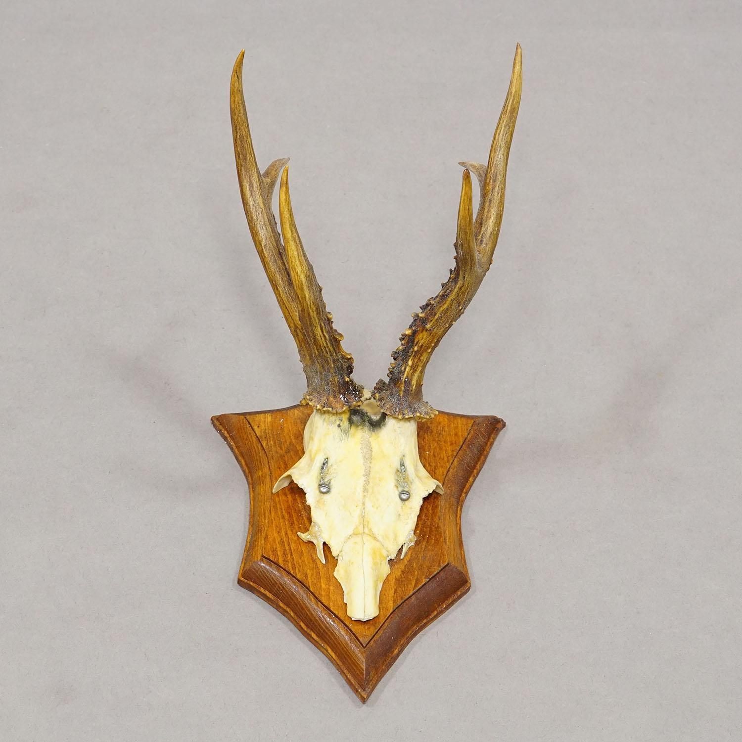Vintage Set Of Six Roe Deer Trophies On Wooden Plaques Germany Ca. 1950/1960s photo vinterior
