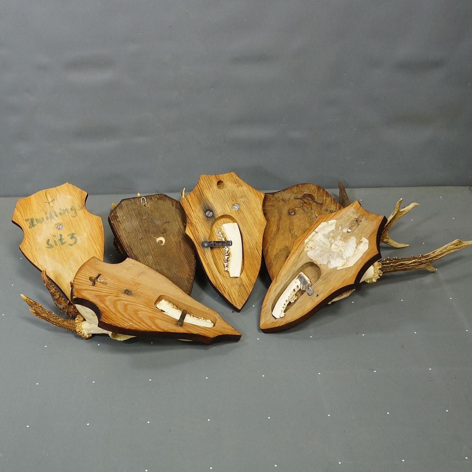 photo for sale Vintage Set Van Zes Reeëntroffeeën Op Houten Plaquettes, Duitsland, Ca. Jaren 1960