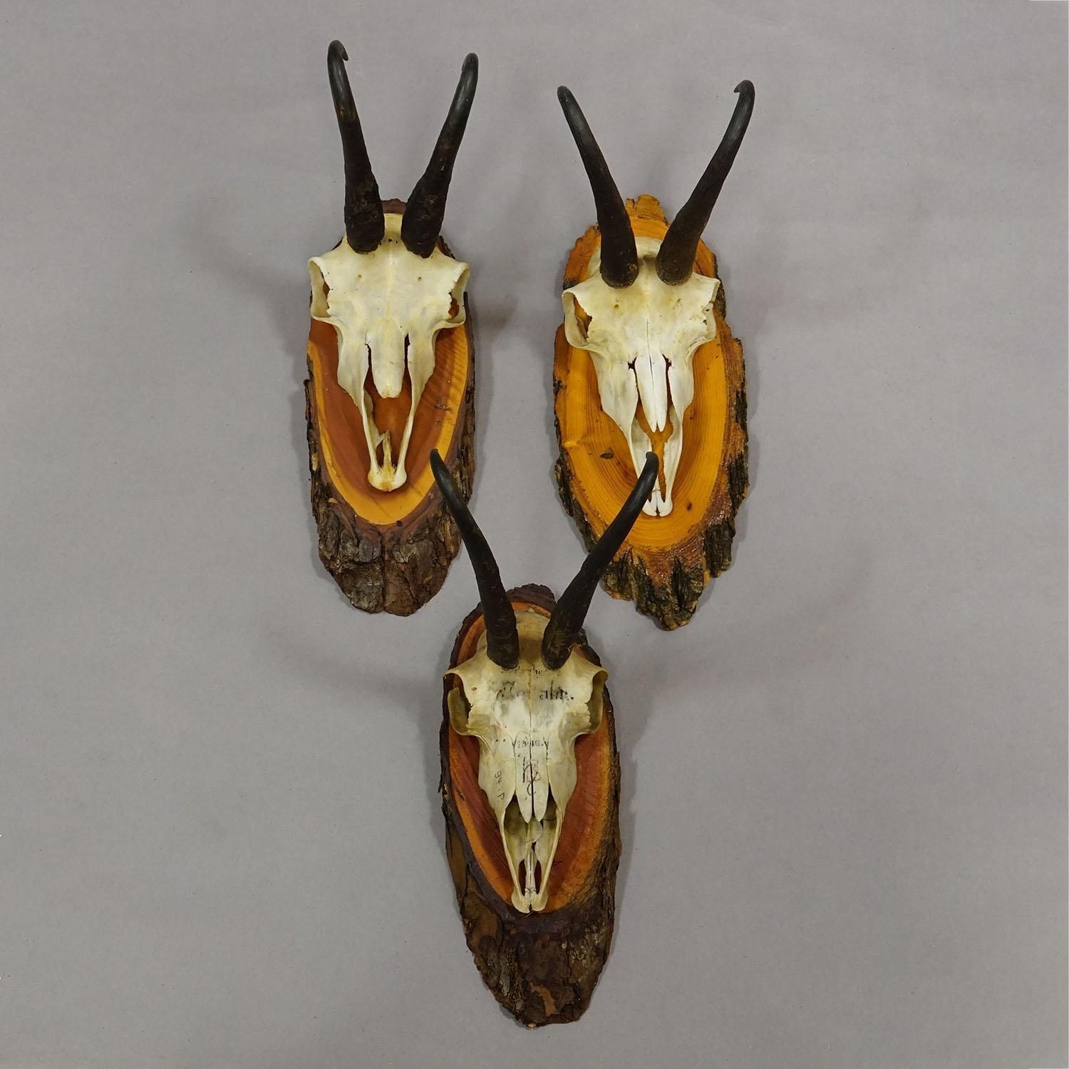 Vintage Collection Of Six Chamois Trophies On Wooden Plaques, Germany Ca. 1960s photo Art