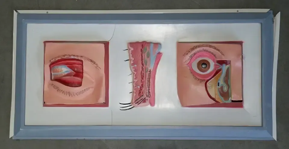 Set Of Five Vintage Educational Anatomical 3d Display Models Brain Iris Eardrum photo 2350.0