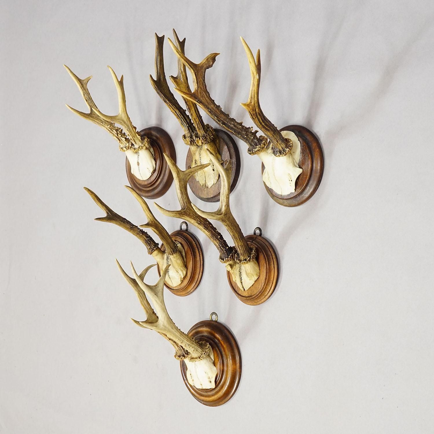 Antique Set Of Six Roe Deer Trophies On Turned Plaques Germany Ca. 1900s photo for sale