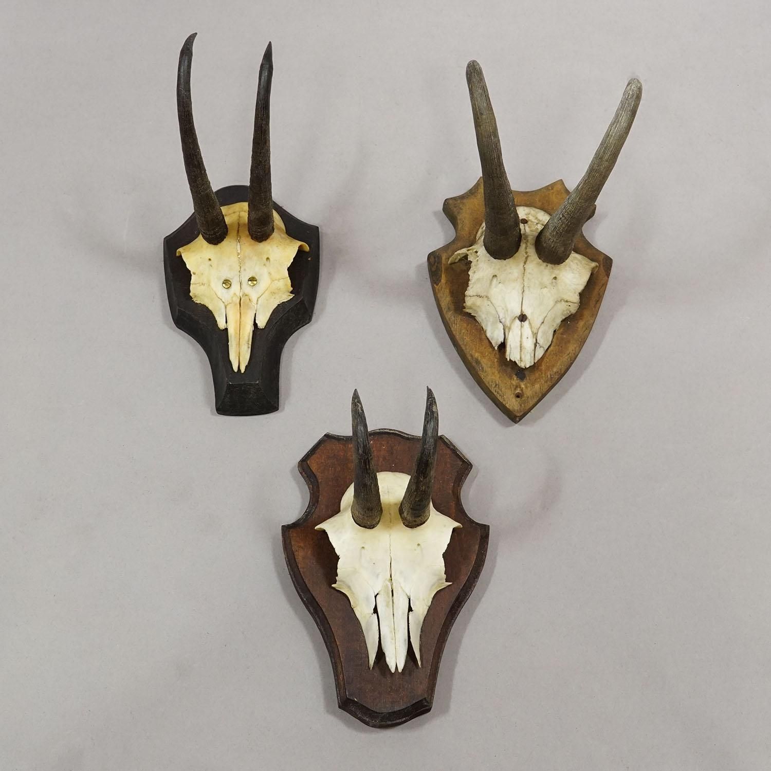 Vintage Set Of Six Chamois Trophies On Shaped Plaques, Germany Ca. 1960s photo Art