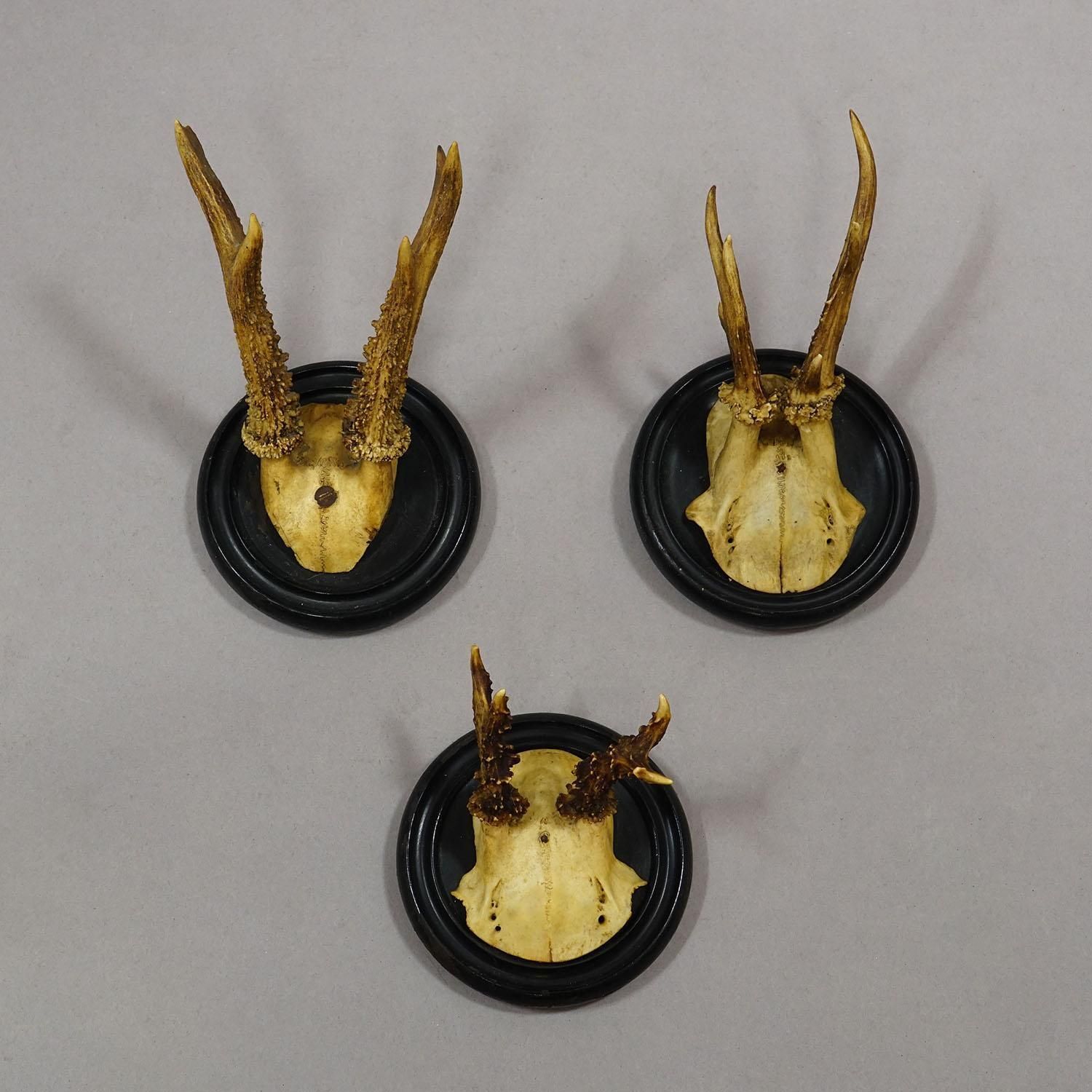Antique Collection Of Six Roe Deer Trophies On Turned Plaques, Germany Ca. 1900s photo Home Decor