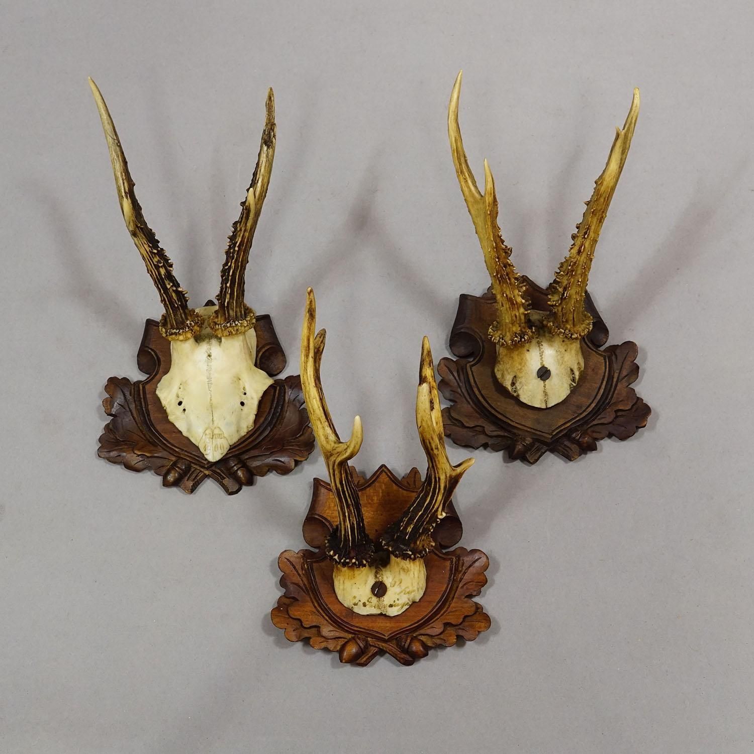 Antique Set Of Black Forest Roe Deer Trophies, Germany Ca. 1890s/1900s photo 759.0