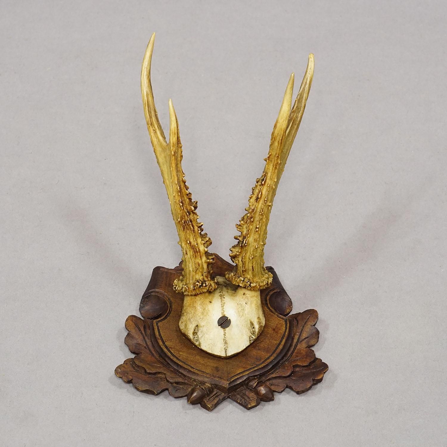 Antique Set Of Black Forest Roe Deer Trophies, Germany Ca. 1890s/1900s photo vinterior