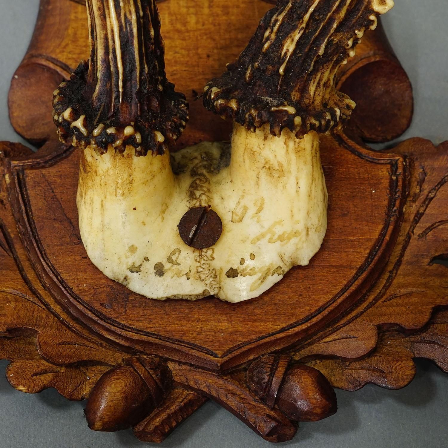 photo furniture Antique Set Of Black Forest Roe Deer Trophies, Germany Ca. 1890s/1900s