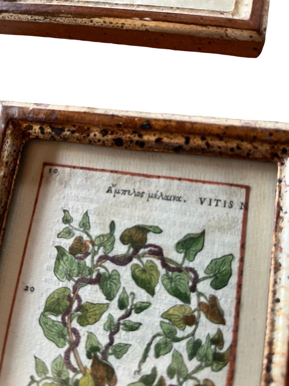 Set Of 12 Antique Hand Painted Botanical Prints, 18th Century photo for sale
