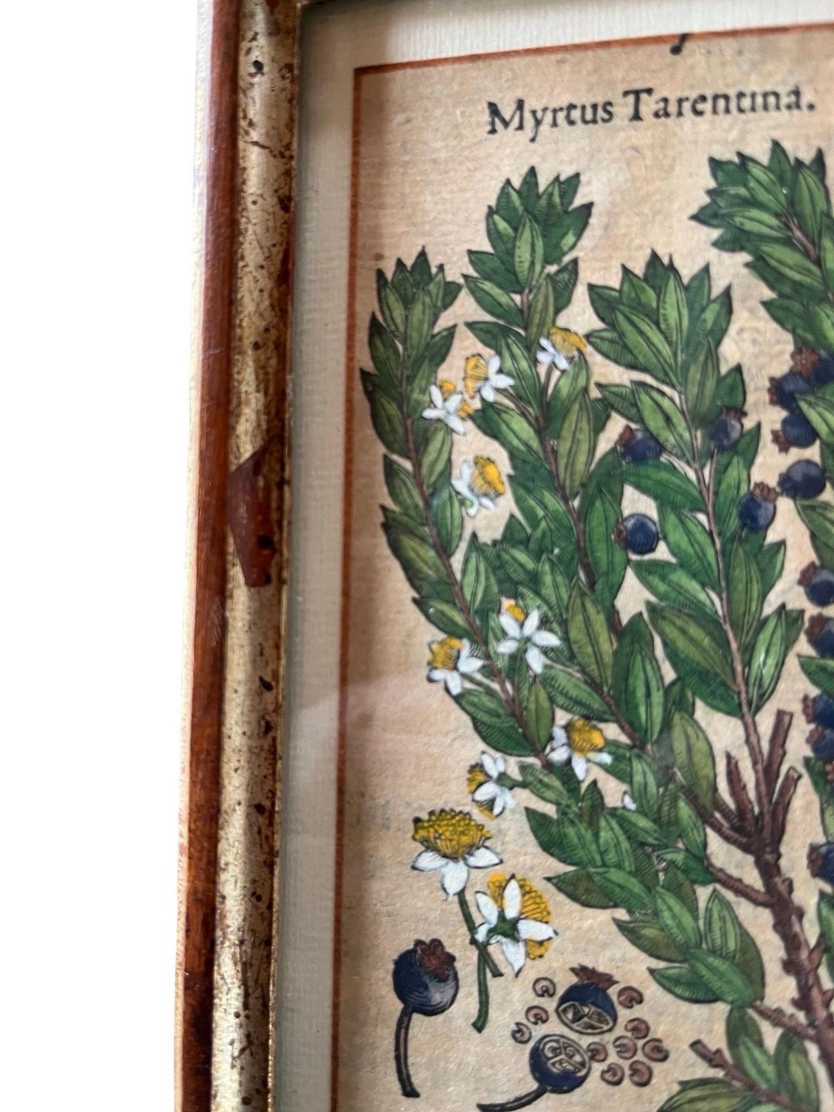 Set Of 12 Antique Hand Painted Botanical Prints, 18th Century photo Art