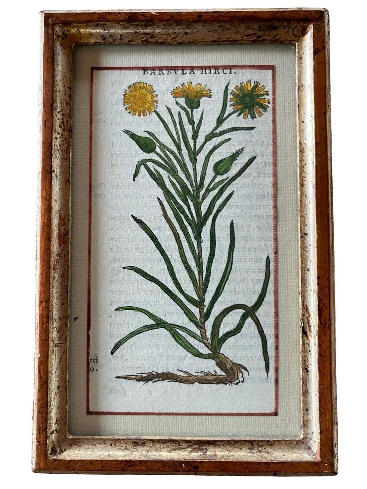 photo furniture Set Of 12 Antique Hand Painted Botanical Prints, 18th Century