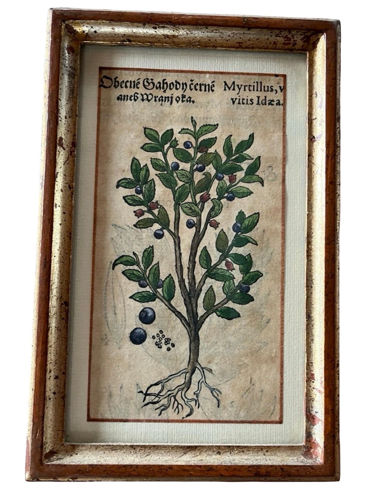 photo for sale Set Of 12 Antique Hand Painted Botanical Prints, 18th Century