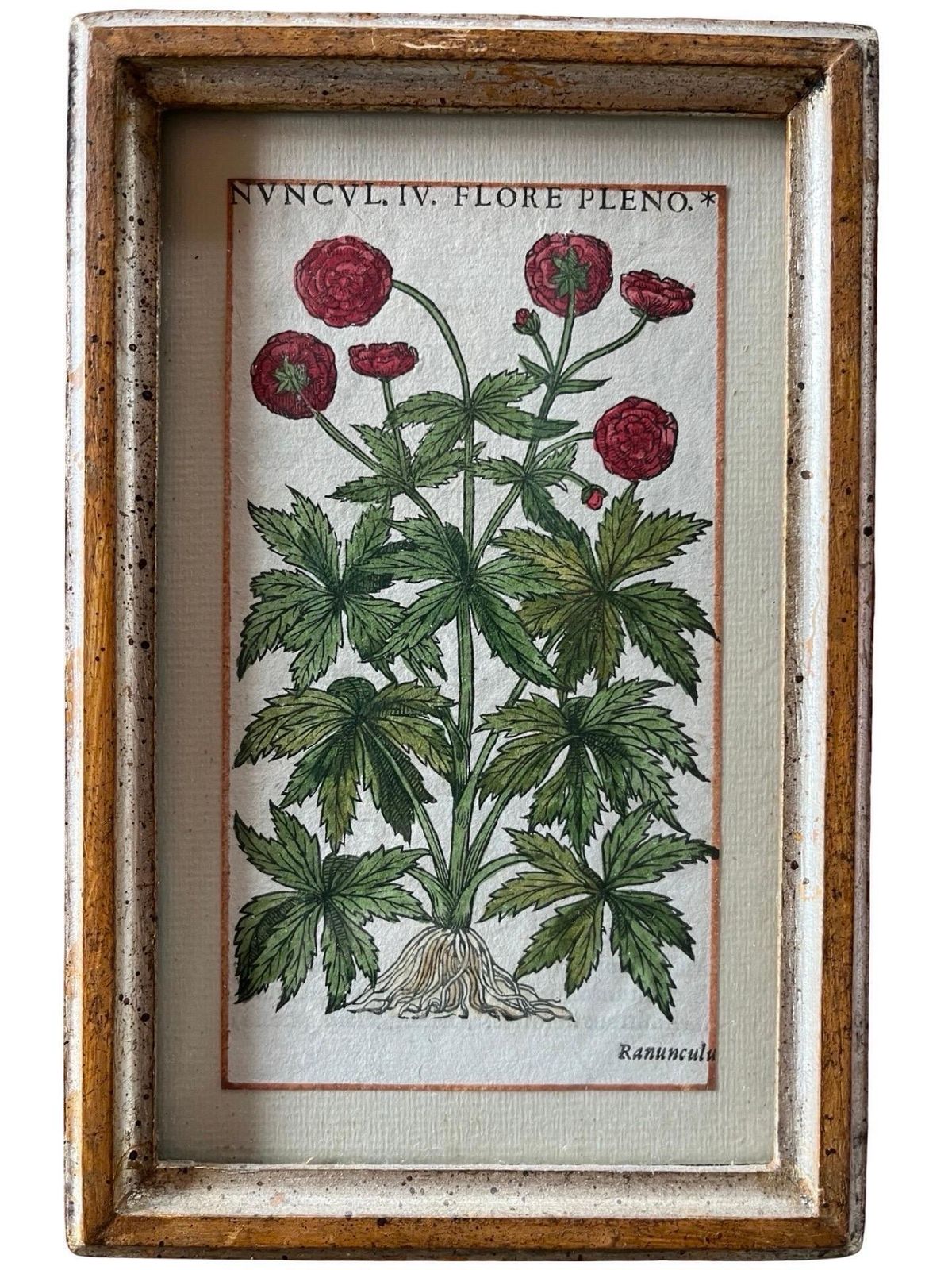Art Set Of 12 Antique Hand Painted Botanical Prints, 18th Century photo