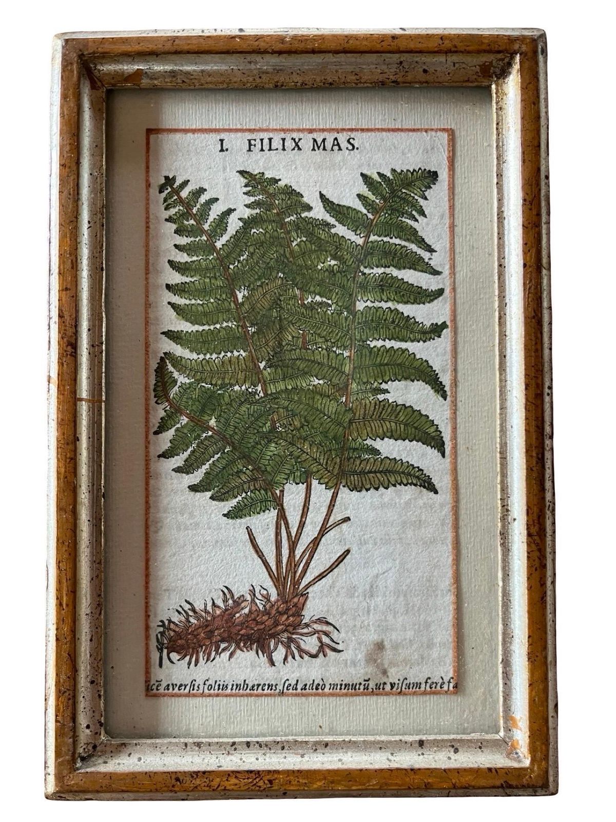 1946.0 Set Of 12 Antique Hand Painted Botanical Prints, 18th Century photo