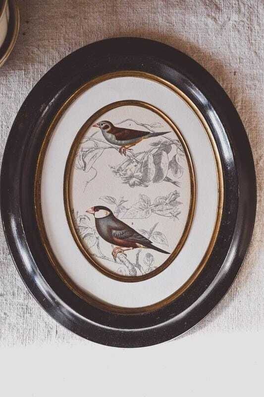Pair Antique Napoleon III Oval Frames Bird Prints Black Gold Wood 19th Century Wall Decor photo furniture