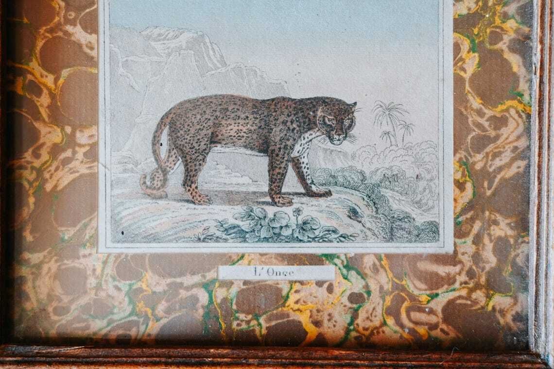 Antique French Natural History Prints Framed Marbled Paper 19th Century Animal Wall Art photo 129.0