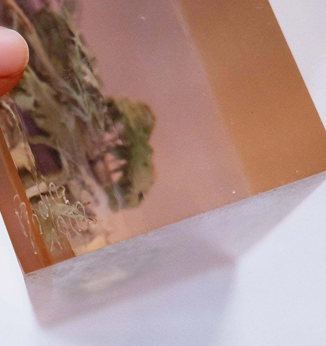 photo for sale "Panicaut Des Alpes" French Resin Paperweight By Pierre Bodin   1980s